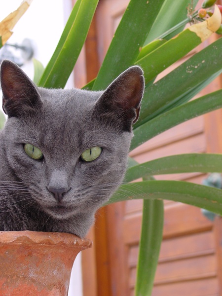 Naxos Katze 2 im Blumentopf.JPG -                                